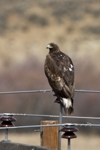 Golden Eagle