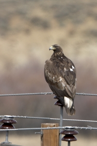 Golden Eagle