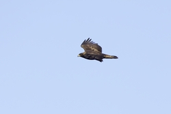 Golden Eagle