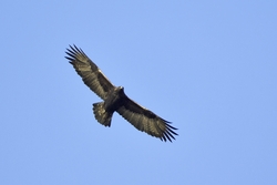 Golden Eagle