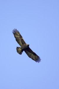 Golden Eagle