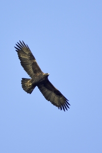 Golden Eagle