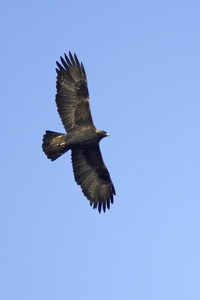 Golden Eagle