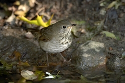 Gray-cheeked Thrush