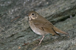 Gray-cheeked Thrush