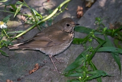Gray-cheeked Thrush
