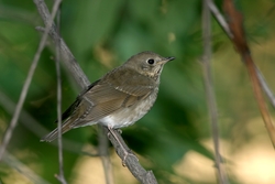 Gray-cheeked Thrush