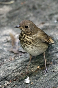 Gray-cheeked Thrush