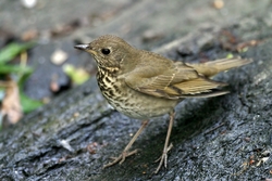 Gray-cheeked Thrush