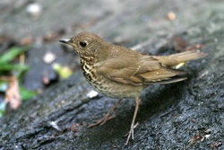Gray-cheeked Thrush