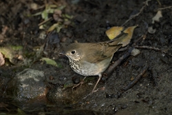 Gray-cheeked Thrush