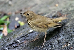 Gray-cheeked Thrush