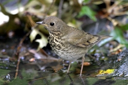 Gray-cheeked Thrush
