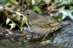 Gray-cheeked Thrush