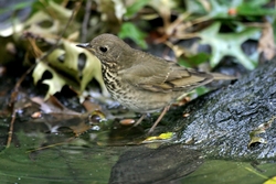 Gray-cheeked Thrush