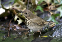 Gray-cheeked Thrush