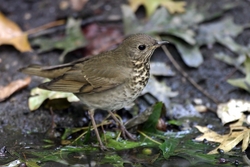 Gray-cheeked Thrush