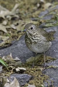 Gray-cheeked Thrush