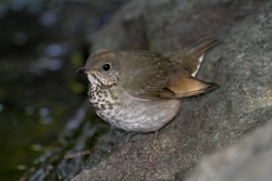 Gray-cheeked Thrush