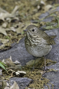 Gray-cheeked Thrush