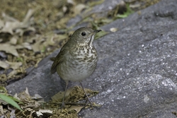 Gray-cheeked Thrush