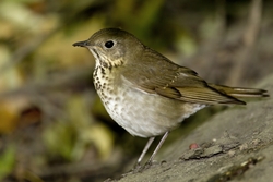 Gray-cheeked Thrush