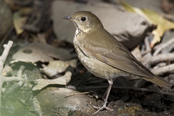 Gray-cheeked Thrush