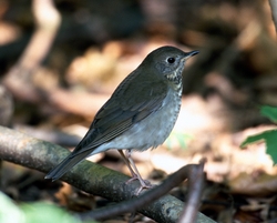 Gray-cheeked Thrush