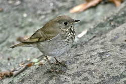 Gray-cheeked Thrush