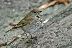 Gray-cheeked Thrush