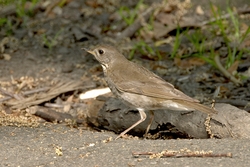 Gray-cheeked Thrush