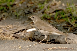 Gray-cheeked Thrush