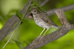 Gray-cheeked Thrush