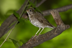 Gray-cheeked Thrush