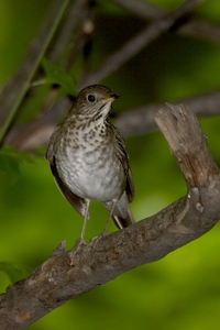 Gray-cheeked Thrush