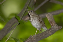 Gray-cheeked Thrush