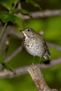 Gray-cheeked Thrush
