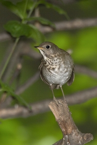 Gray-cheeked Thrush
