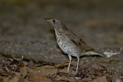 Gray-cheeked Thrush
