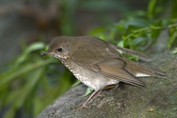 Gray-cheeked Thrush