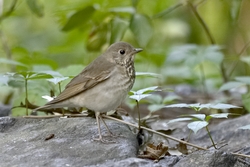 Gray-cheeked Thrush