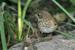 Gray-cheeked Thrush