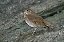 Gray-cheeked Thrush