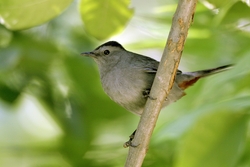 Gray Catbird