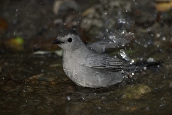 Gray Catbird
