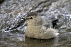 Gray Catbird