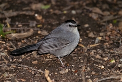 Gray Catbird