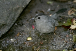Gray Catbird