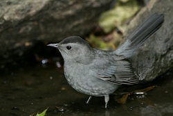 Gray Catbird