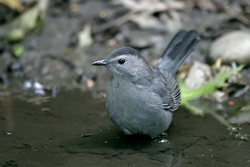Gray Catbird